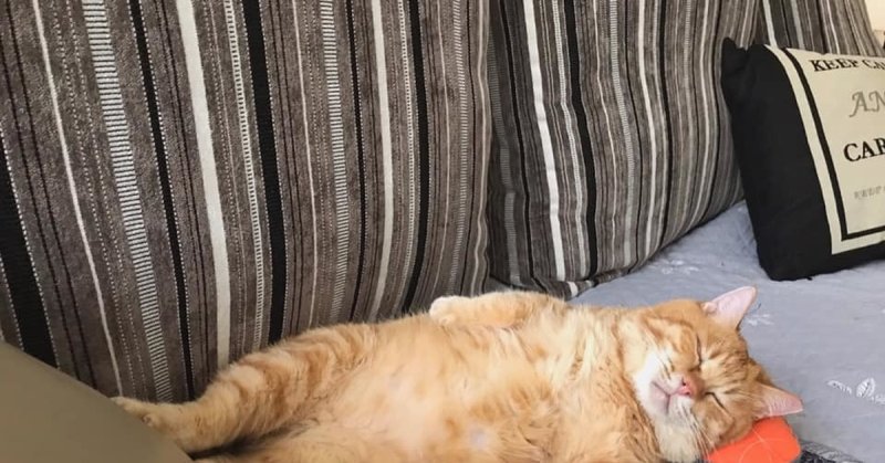 Толстый кот спит