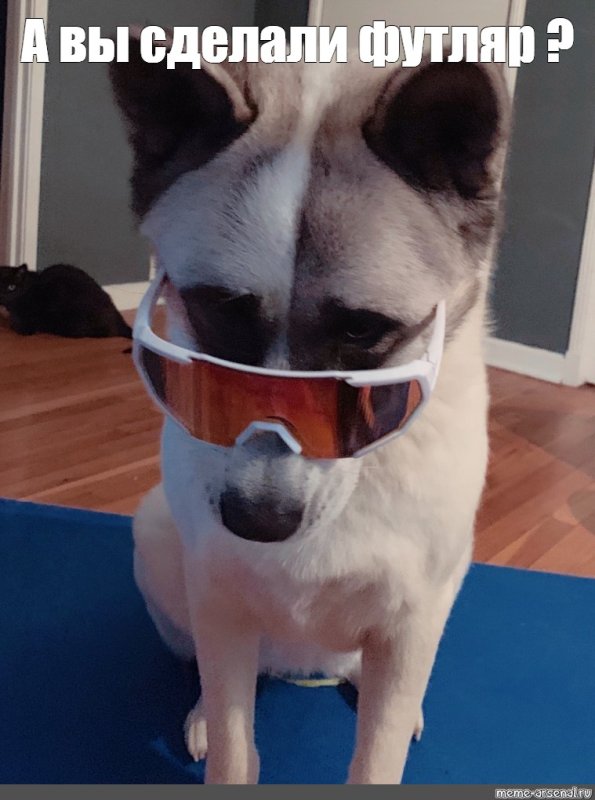 Собака в очках