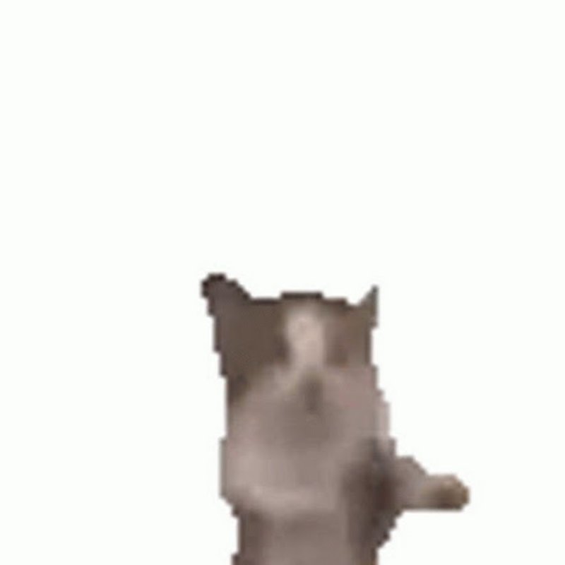 Танцующий котик гиф