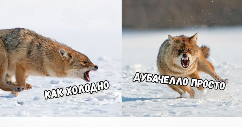Дубачелло волк