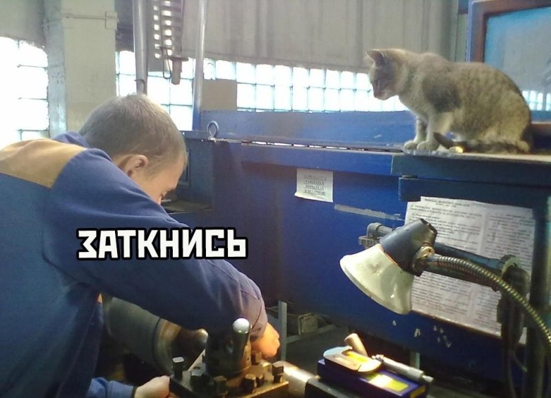 Кот в цеху