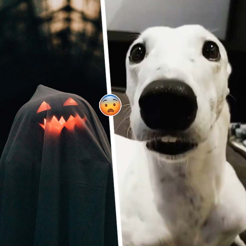 Собака стучит зубами Мем