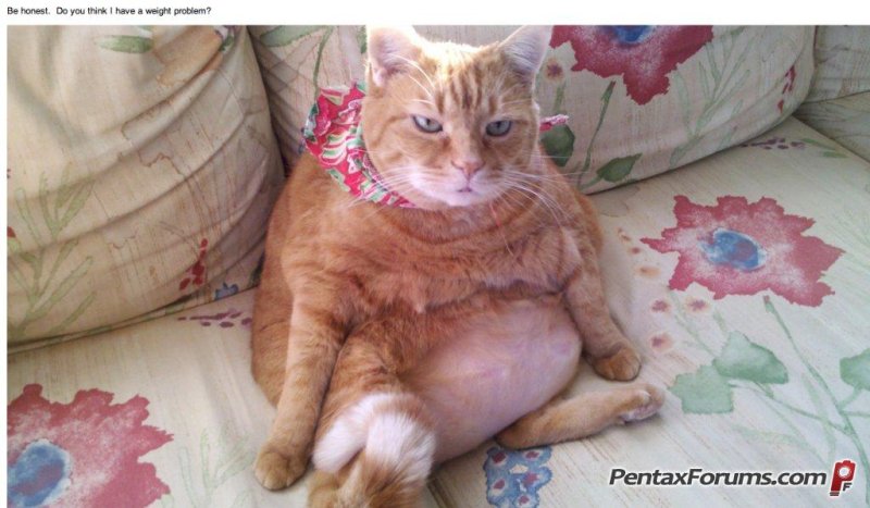 Котики толстые животики