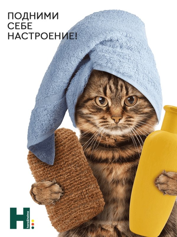 Кот в шапке