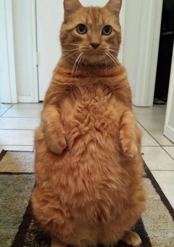 Толстенький рыжий кот