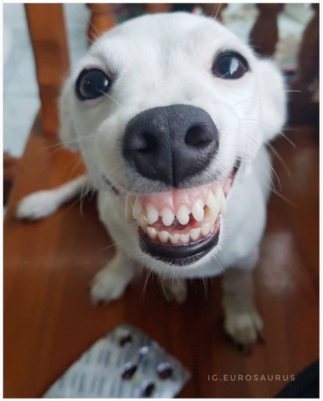 Улыбающийся пес