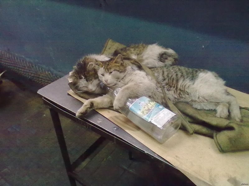 Кот на заводе