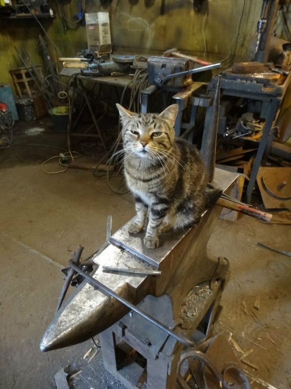 Котик на заводе