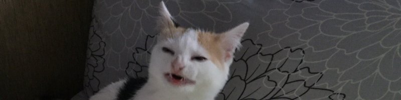 Упоротый белый кот