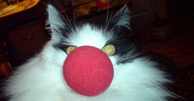 Кот клоун