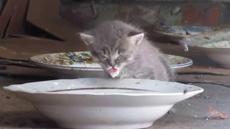 Котенок пьет молоко