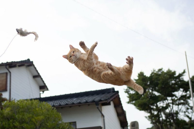 Кошка в прыжке