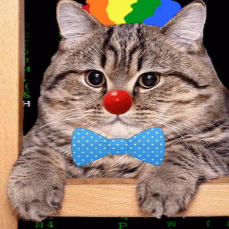 Смешной кот клоун