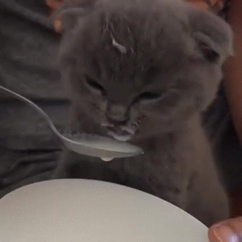 Котик пьет молоко