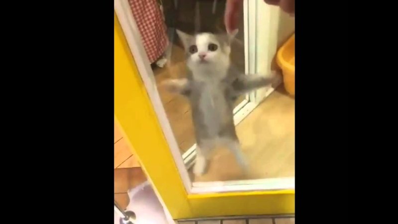 Кот за стеклом