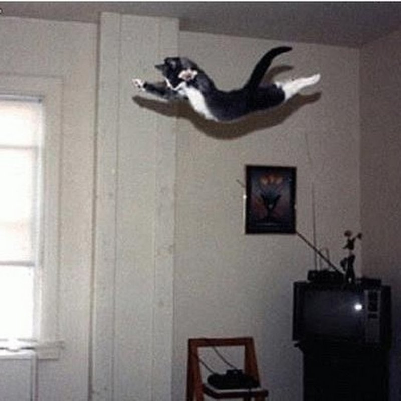 Коты подпрыгивают