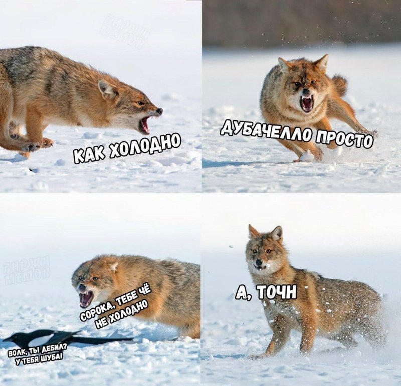 Смешные мемы про Волков