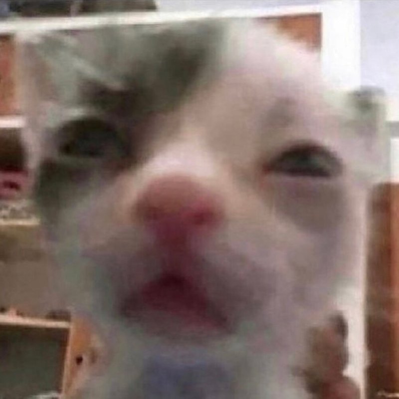 Котик Мем