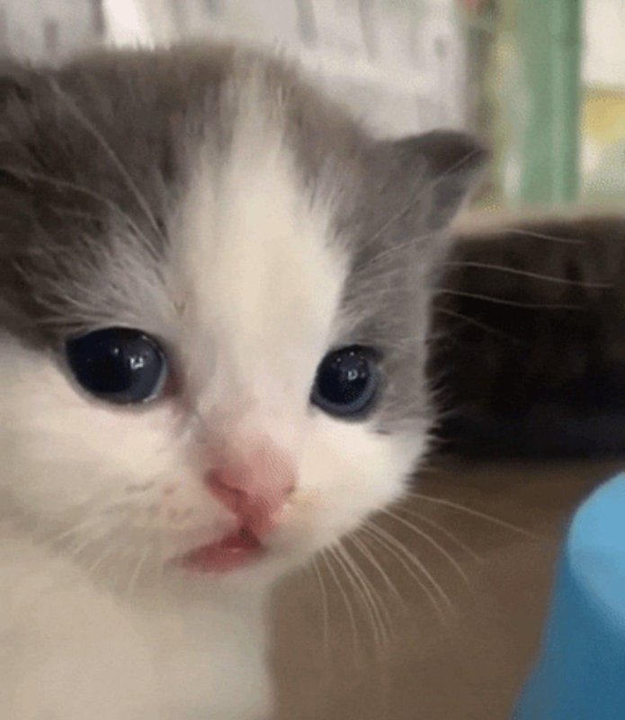 Котенок хех