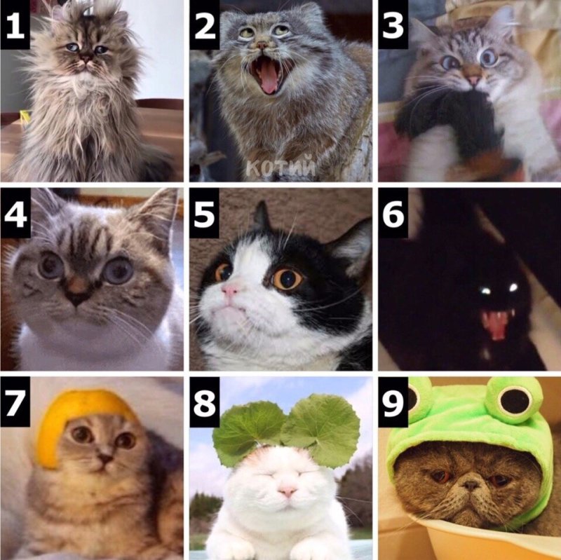 Какой ты сегодня котик