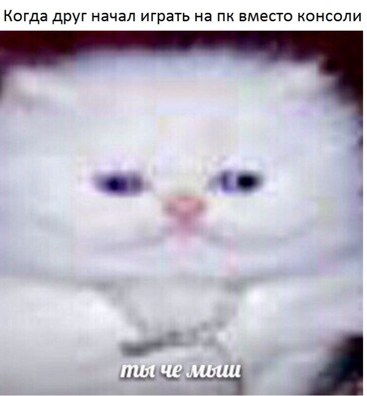Мем кот ты че
