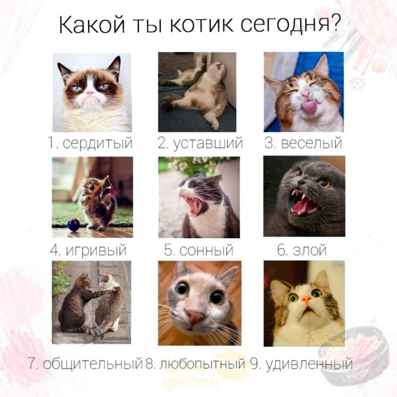 Какой ты сегодня кот