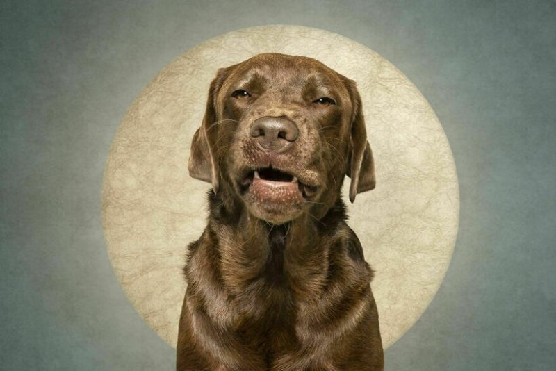 Фотопортрет животных