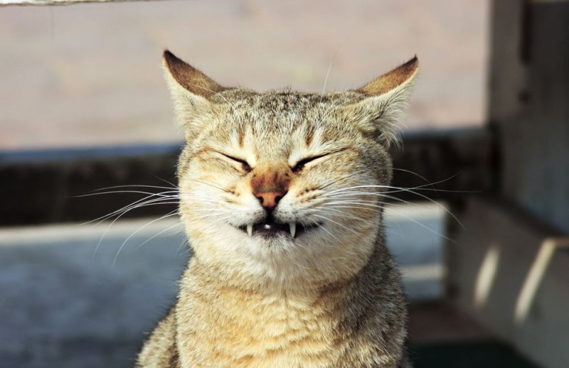Улыбающиеся коты