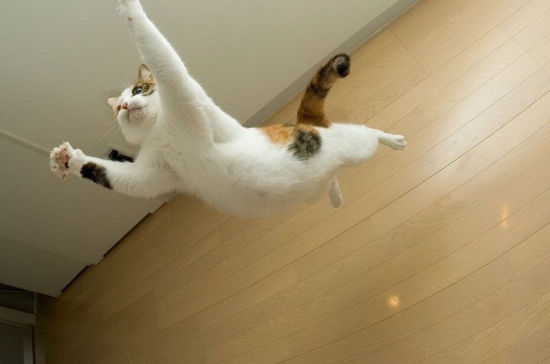 Кошка подпрыгивает