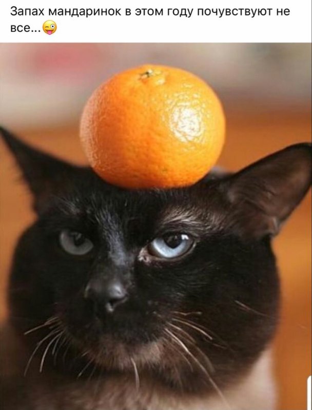 Кот апельсин