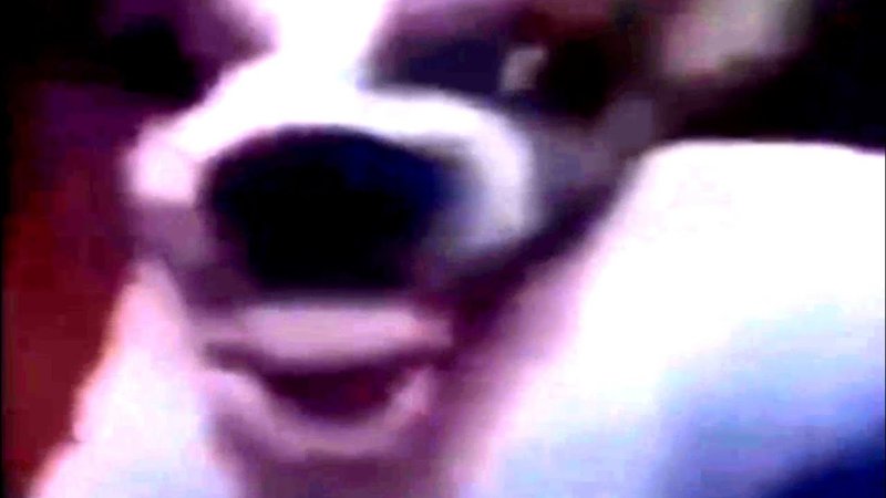 Собака смеется видео