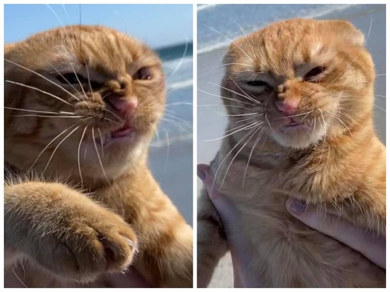 Недовольный кот на море