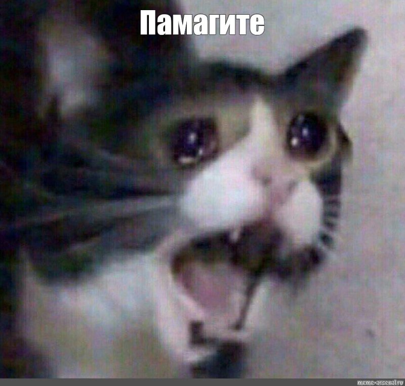 Кот Мем