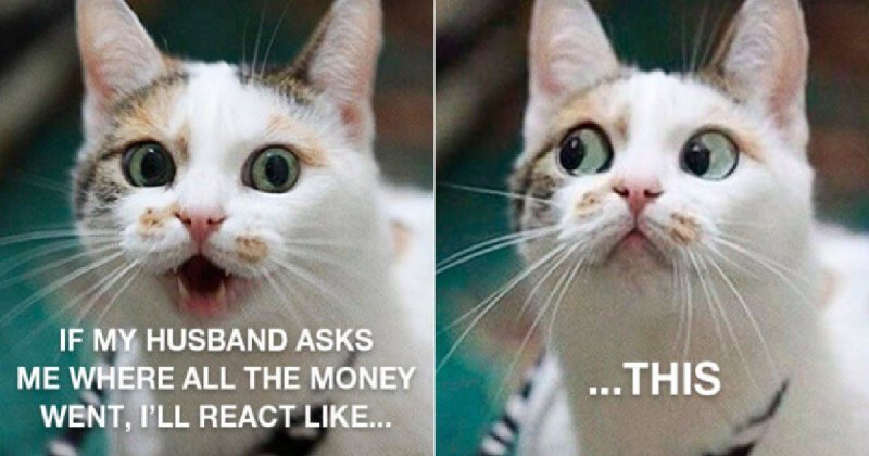 Я сделаю так кот