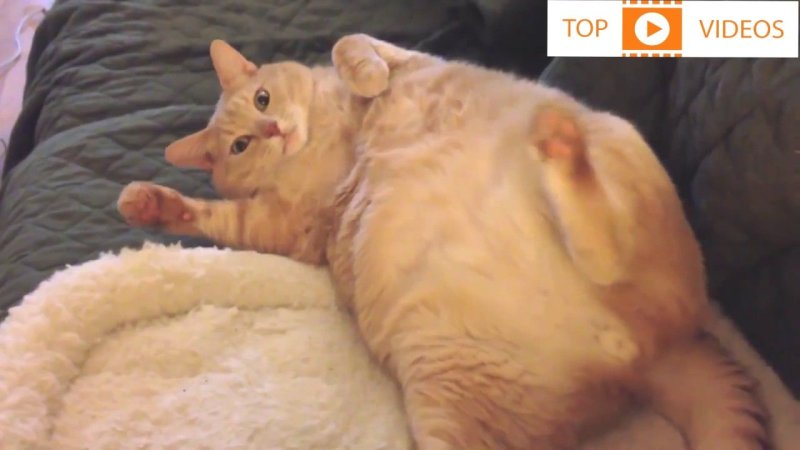 Толстые коты