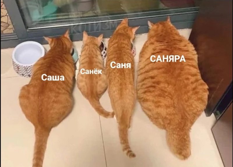Саняра кот