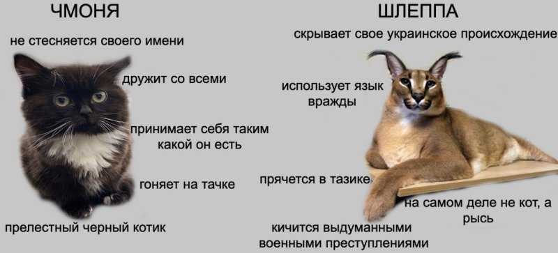 Кот чмоня Мем