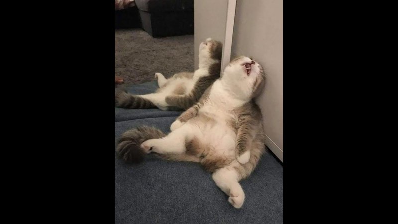 Говорящие смешные котики