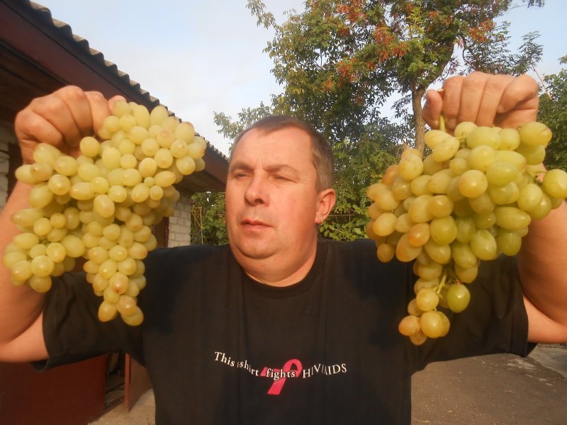 Виноград Тасон