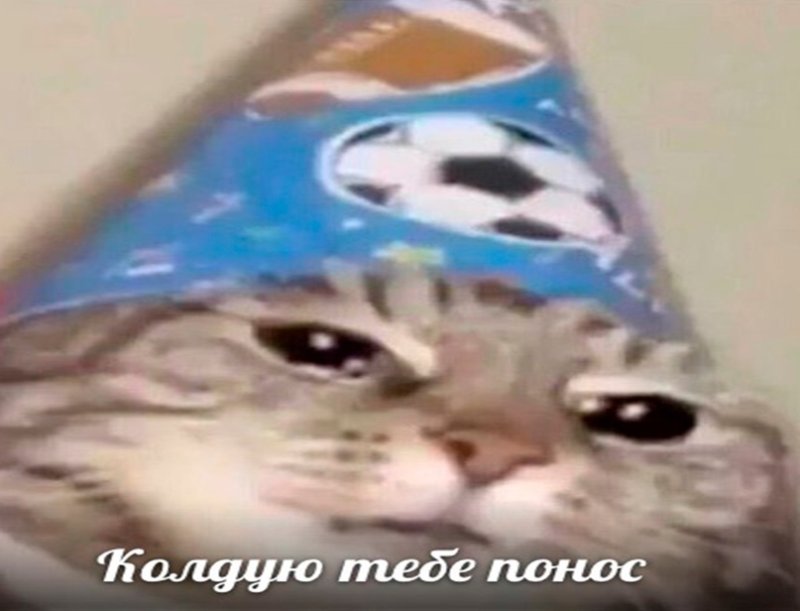 Кот колдует понос