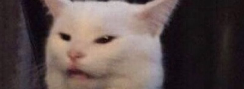 Белый кот из мемов