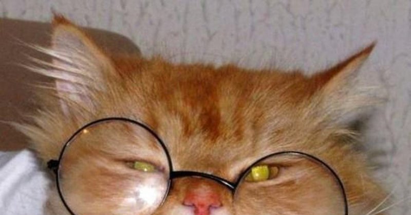 Рыжий котик в очках