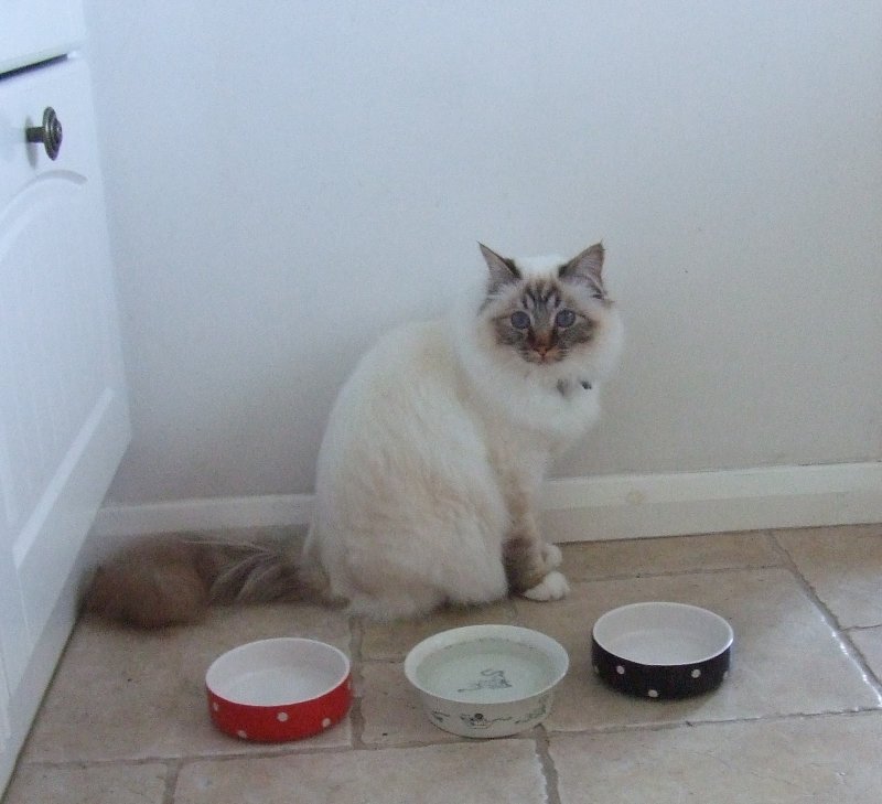 Миска для кота