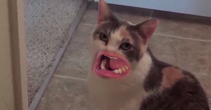 Смешные коты с человеческими ртами