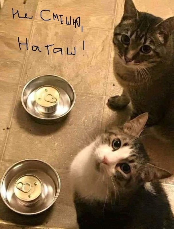 Голодный кот