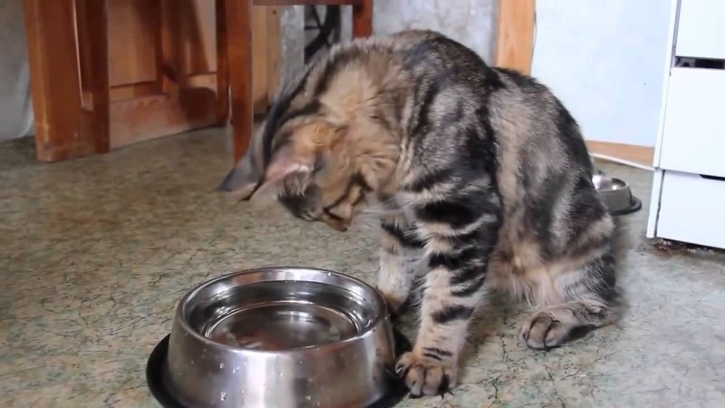 Голодный котик