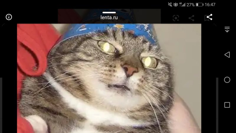 Кот маг вжух