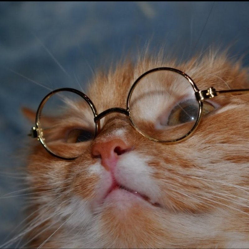 Кот в круглых очках аватарка