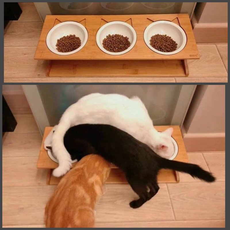 Кошачья логика