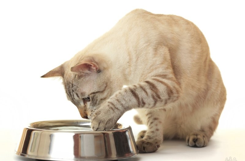 Кот пьет из миски
